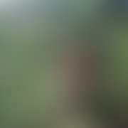 wyuzdanaruchawicabeztabu